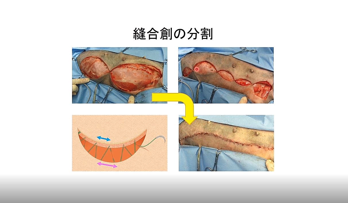 サイズ 乳腺外科手術アトラス ぐるぐる王国 PayPayモール店 - 通販